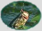 Bass Fishing with David Vance