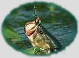 Bass Fishing with David Vance